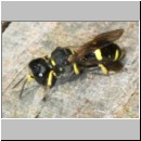 Ectemnius continuus - Grabwespe w03 8-9mm mit Fliege - Sandgrube Niedringhaussee-det.jpg